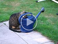 Tiger_driking_2006